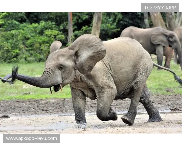 「泥泞中奔跑」到「粉象启示」：独立队足球俱乐部如何靠情感共鸣实现内容转型与粉丝增长？